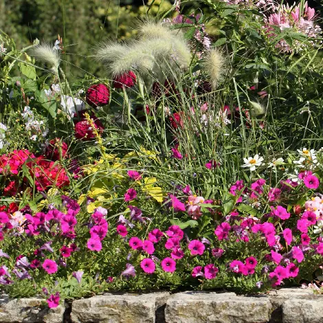 Des graminees aeriennes, le charme des plantes