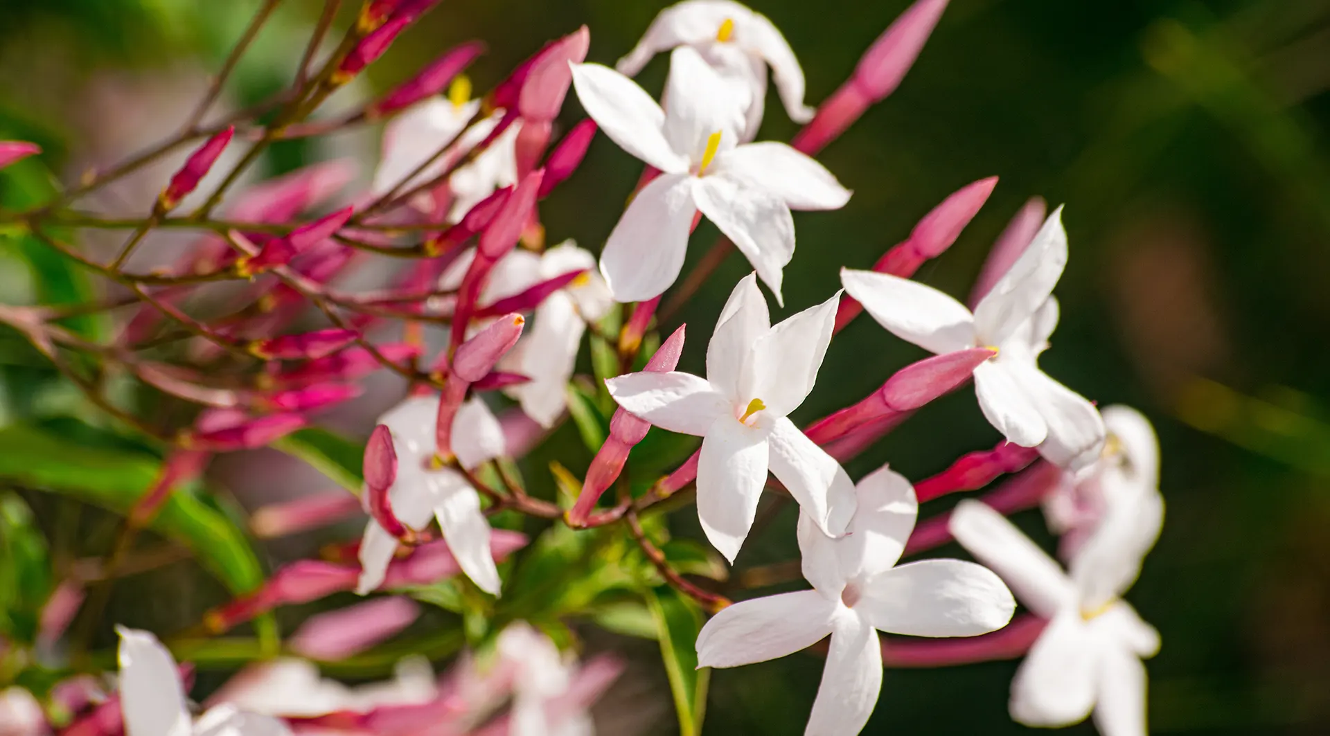 plantes et fleurs de plein soleil