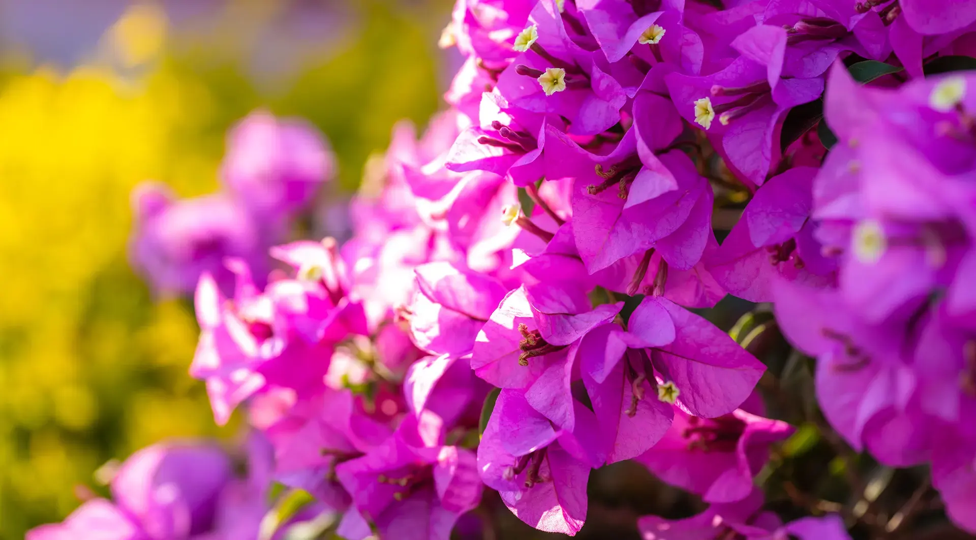 plantes et fleurs de plein soleil