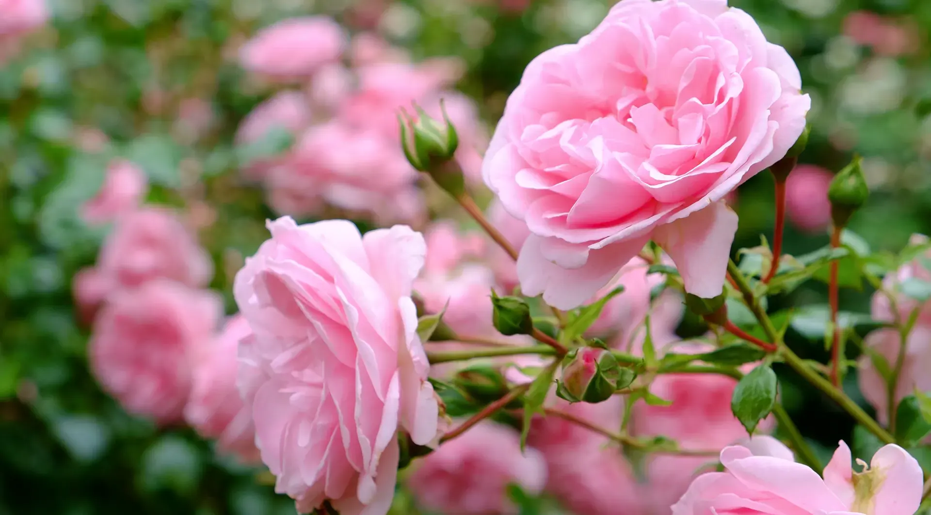 plantes et fleurs de plein soleil