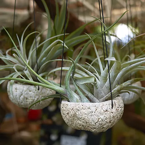 Tillandsias, des plantes sans terre ni racines